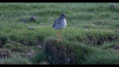 Common Redshank