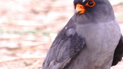 Red-footed Falcon