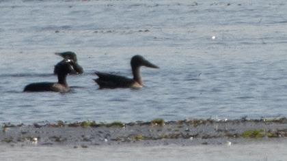 Northern Shoveler