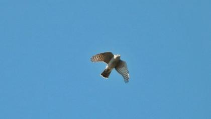 Northern Goshawk