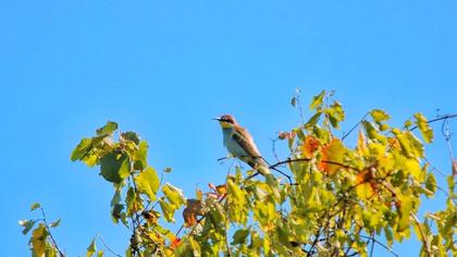 European Bee-eater