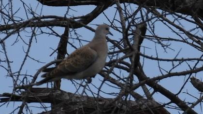 European Turtle Dove