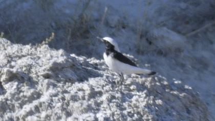 Finsch`s Wheatear