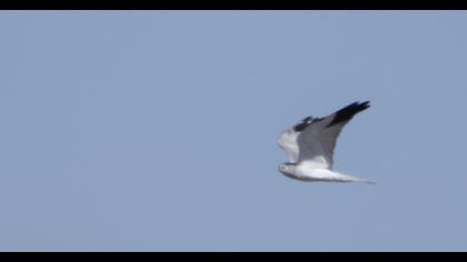 Pallid Harrier