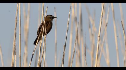 Bıyıklı kamışçın