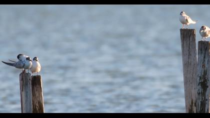 Whiskered Tern