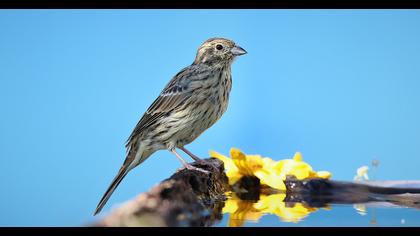 Cirl Bunting