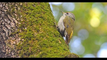 Grey-headed Woodpecker