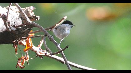 Marsh Tit