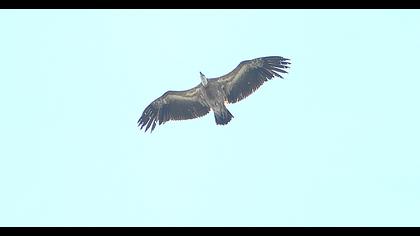 Griffon Vulture