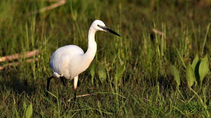 Little Egret