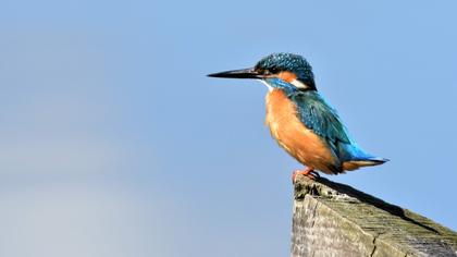 Common Kingfisher