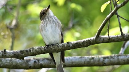 Spotted Flycatcher