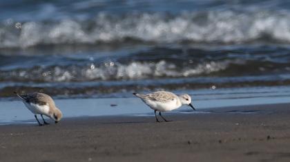 Sanderling