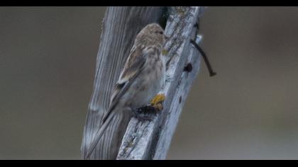 Twite