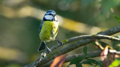 Eurasian Blue Tit