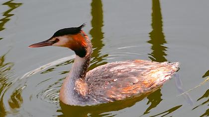 Great Crested Grebe
