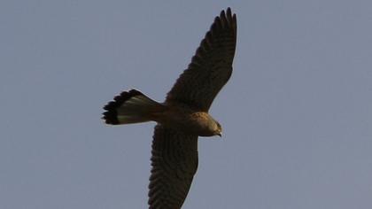 Lesser Kestrel