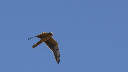 Pallid Harrier