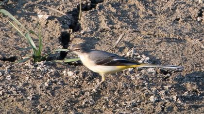 Grey Wagtail