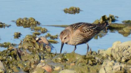 Dunlin