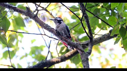 Great Spotted Woodpecker