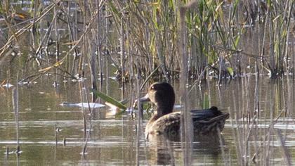Eurasian Teal