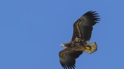 White-tailed Eagle