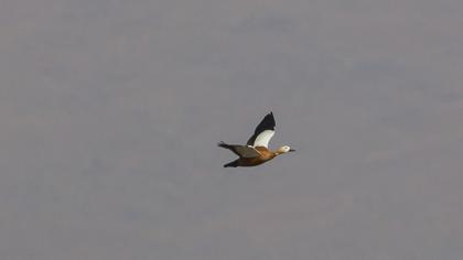 Ruddy Shelduck