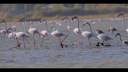 Greater Flamingo