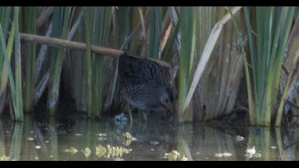 Spotted Crake