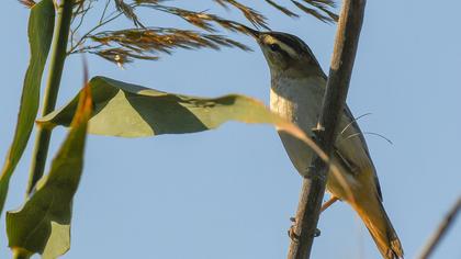 Sedge Warbler