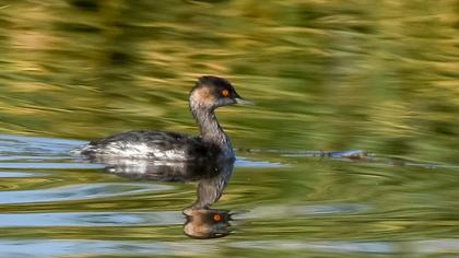 Black-necked Grebe