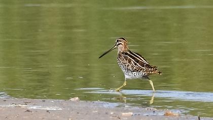 Common Snipe