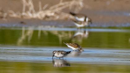Little Stint