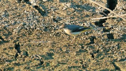 Grey Wagtail
