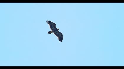 Lesser Spotted Eagle
