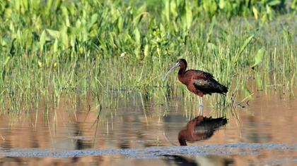 Glossy Ibis