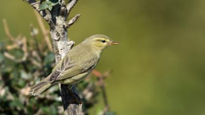 Willow Warbler