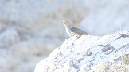 Common Cuckoo