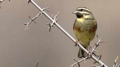 Cirl Bunting