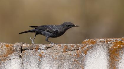 Blue Rock Thrush
