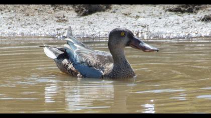 Northern Shoveler