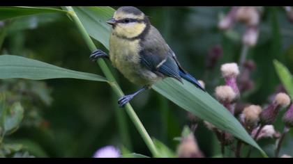 Eurasian Blue Tit