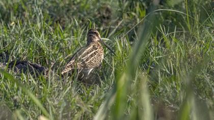 Common Snipe