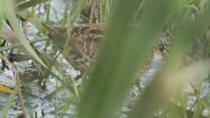 Spotted Crake