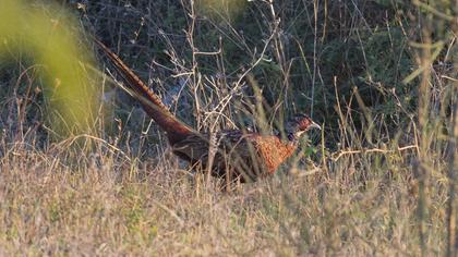 Common Pheasant