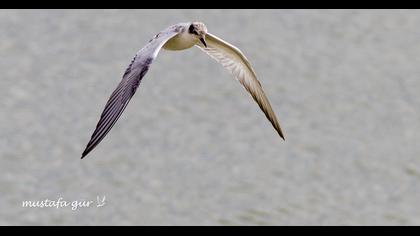 Whiskered Tern