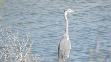 Grey Heron