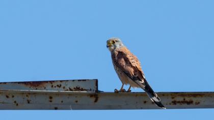 Common Kestrel